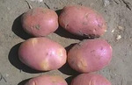 фото Молодой картофель урожая 2018 года напрямую от производителя